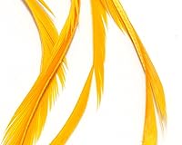 Vista 8 de Hareline Fly Tying Stripped Goose Biots – Natural Goose Biots for Fly Tying Nymph Bodies, Tails & Wings