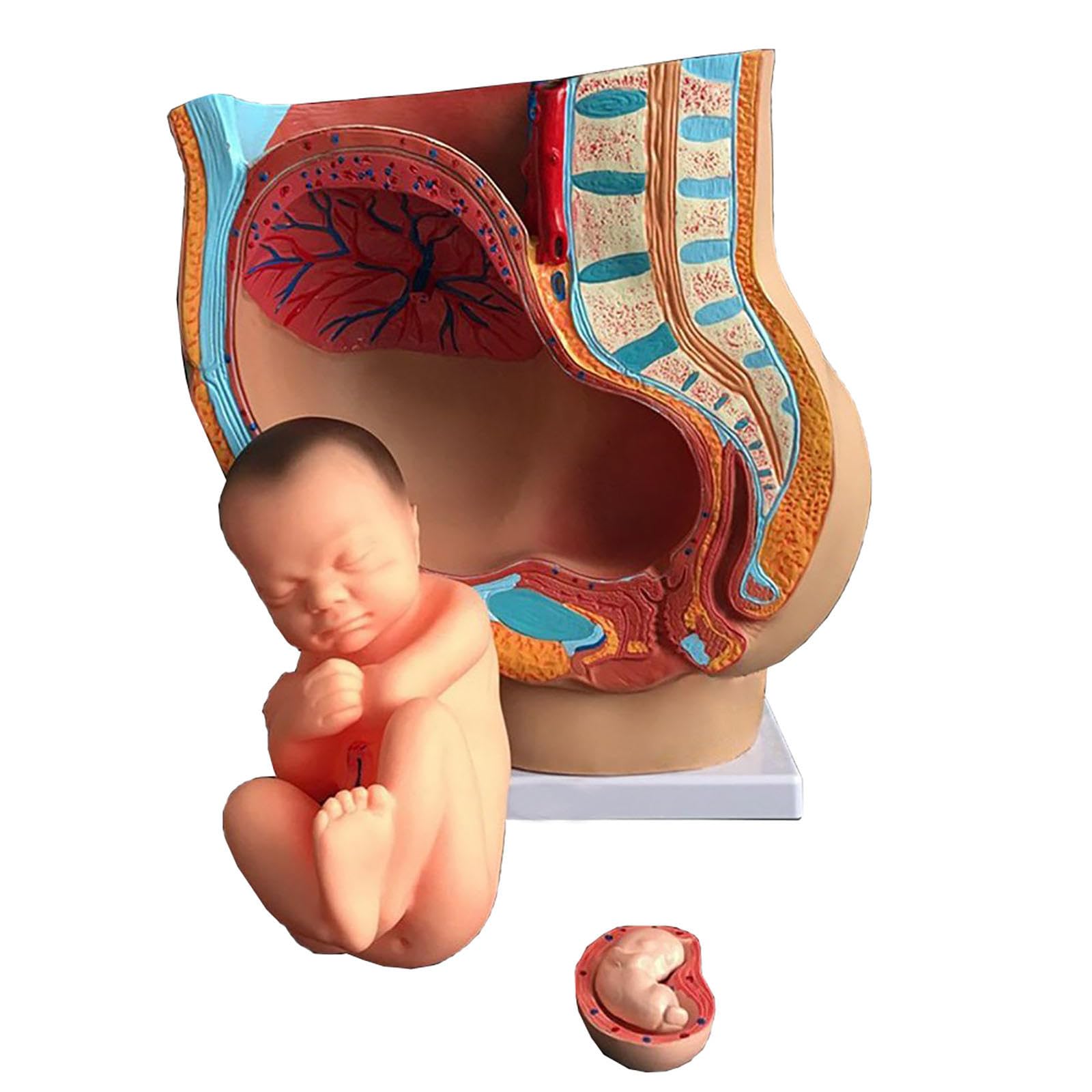 Grossesse 9 mois modèle foetus et organes amovibles pour ateliers de parentalité
