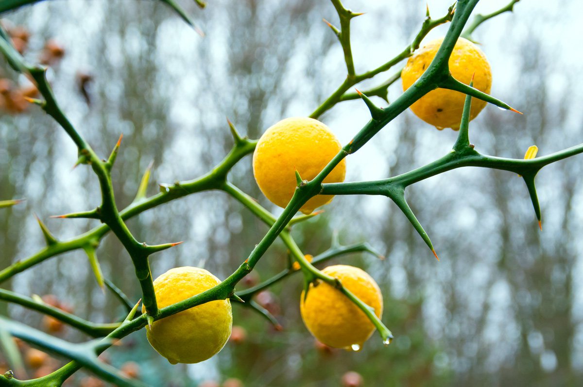 Poncirus Trifoliata 5 Seeds - Hardy Orange Tree, Citrus