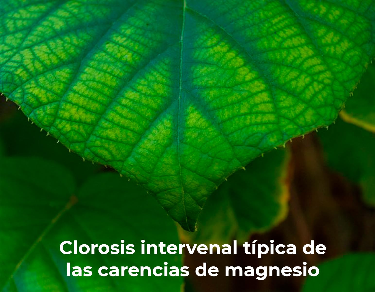 VERAN Fertilizante de Magnesio y Azufre, para Huerto y Jardín | Sulfato de Magnesio | Sales de Epsom | Fertilizante 100% Natural | 100% Soluble en Agua (3Kg)