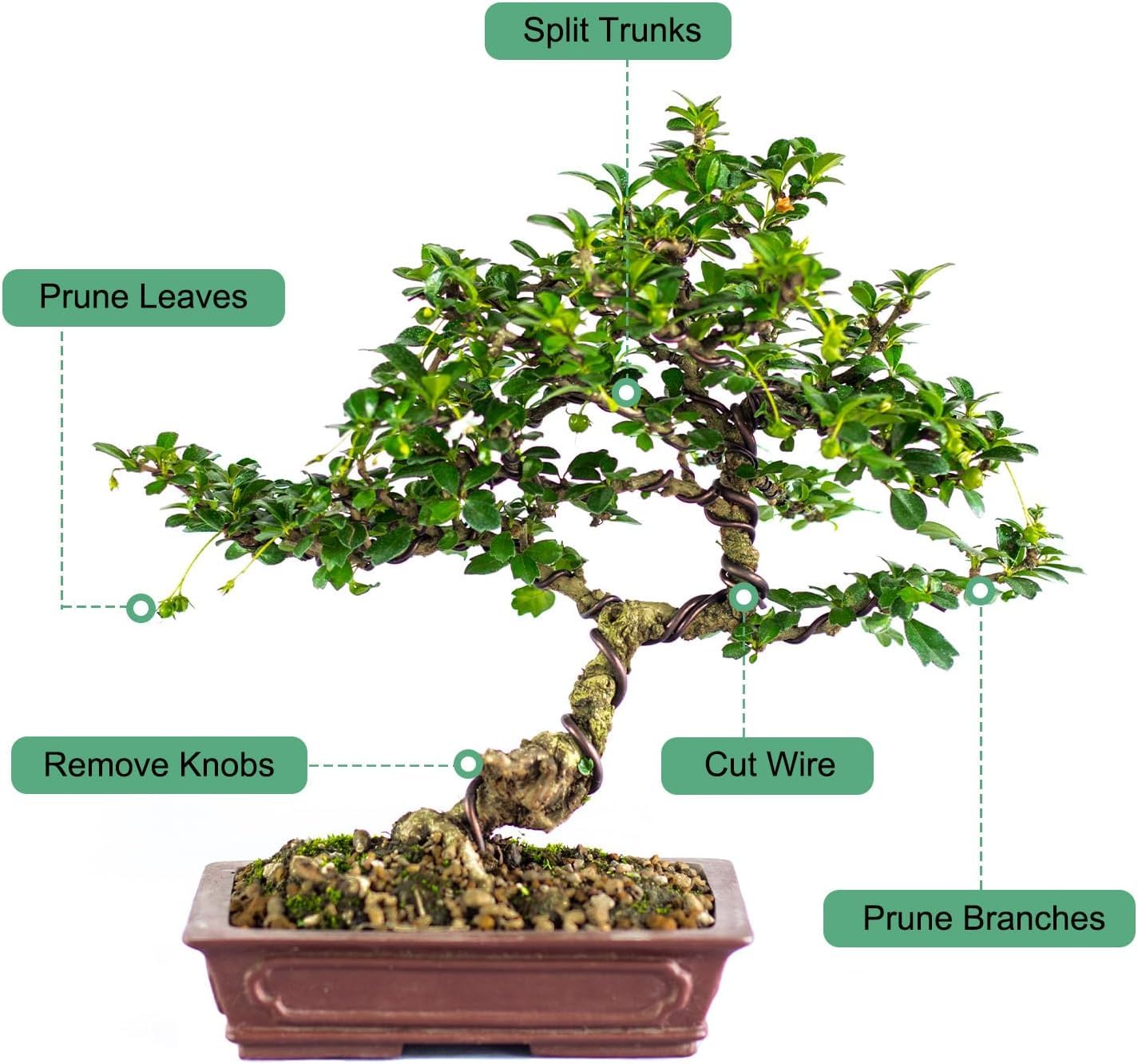 Attrezzo per Bonsai in Acciaio Inossidabile da 28 Cm - Taglierina di Precisione con Pomello per Potatura E Modellatura di Bonsai, Strumento Ideale per La Cura E La Silver 11