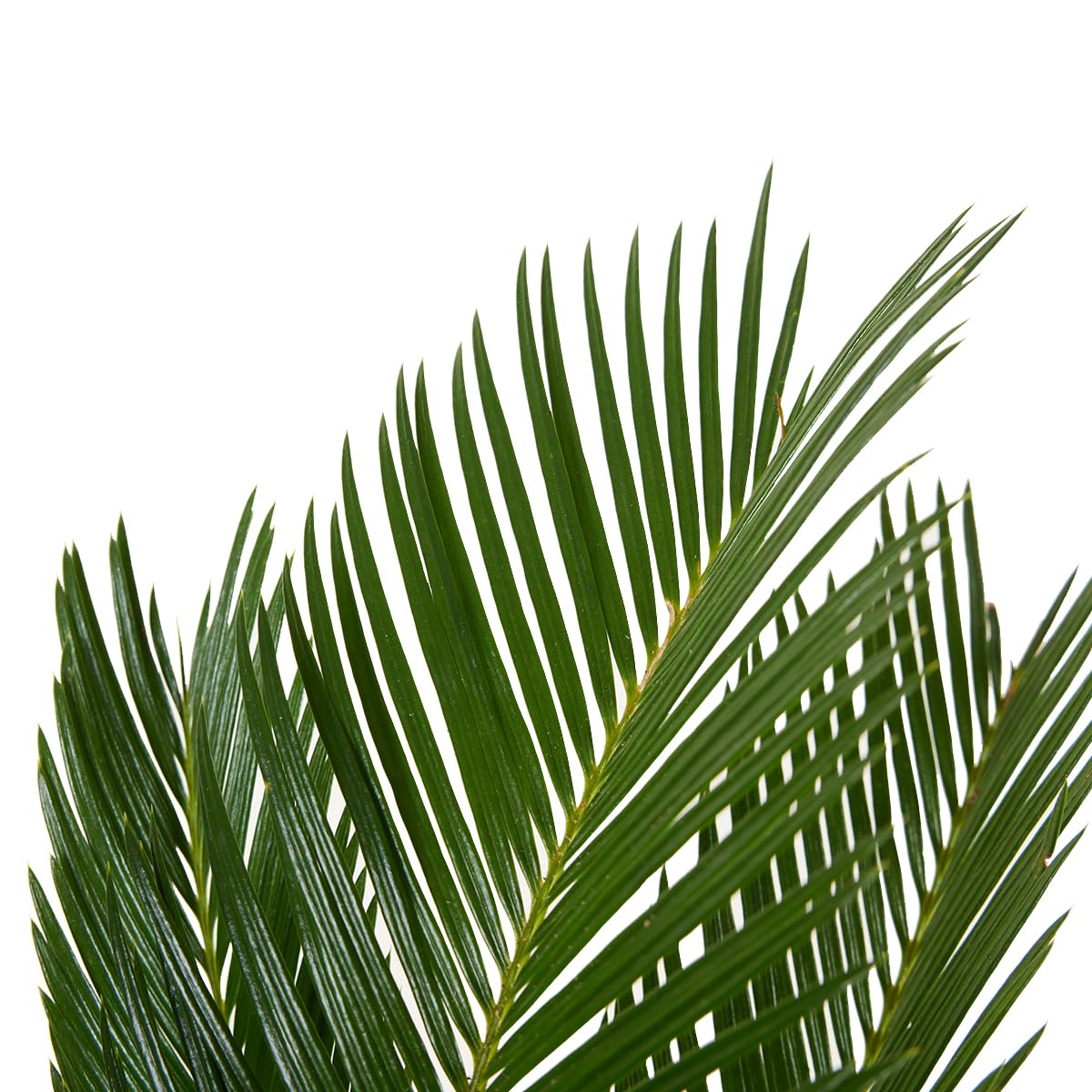 Bloomique - Set di 2 - Cycas revoluta - Palma di Sagò - Cicas - Pianta da interno - Molto facile da curare - Alte 40-50 cm - Vaso da 15 cm
