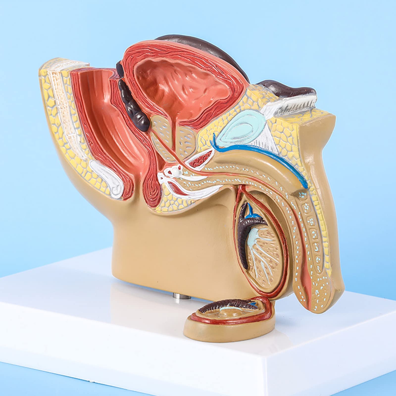 CcacHe Modelo de anatomía pélvica Masculina, Modelo anatómico patológico, Modelo de órgano médico para Estudio de investigación de Estudiantes de Medicina