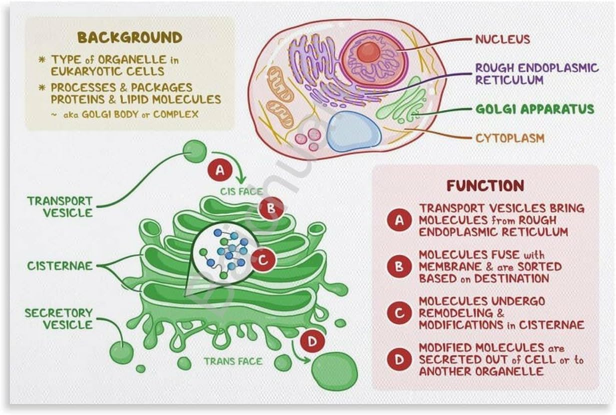 Golgi Apparatus Poster Educational Chart for Cell Anatomy (6) Canvas Painting Wall Art Poster for Bedroom Living Room Decor 30x20inch(75x50cm)