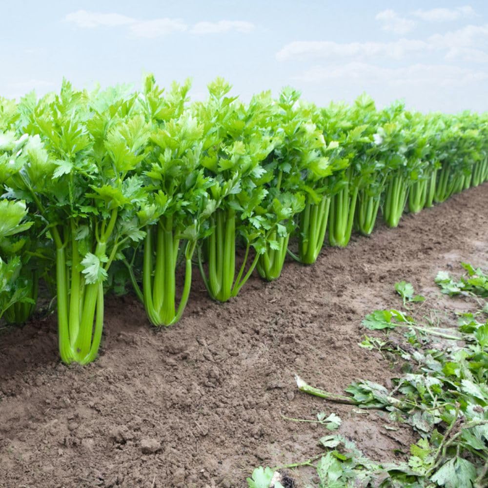 Celery Plant Tango 6 Postiplugs Self-Blanching Celery AGM Crunch Veg T&M