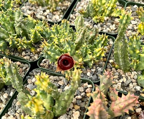 Miniatura 4 de Planta de cactus de estrella de mar en maceta de 2 pulgadas, suculenta de interior viva para maceta y cesta colgante, fácil cuidado para plantas de