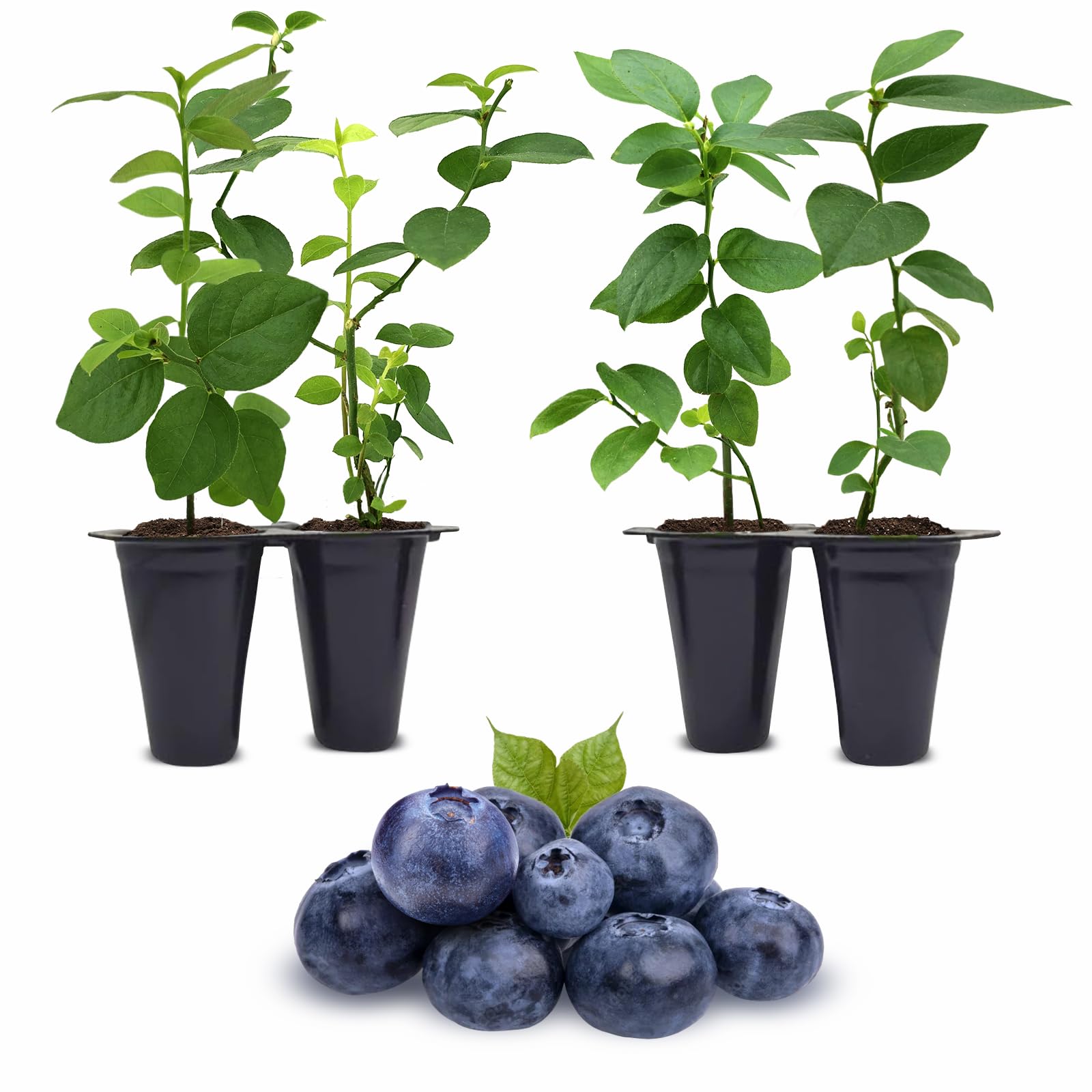 Pink Lemonade Blueberry (Reka)