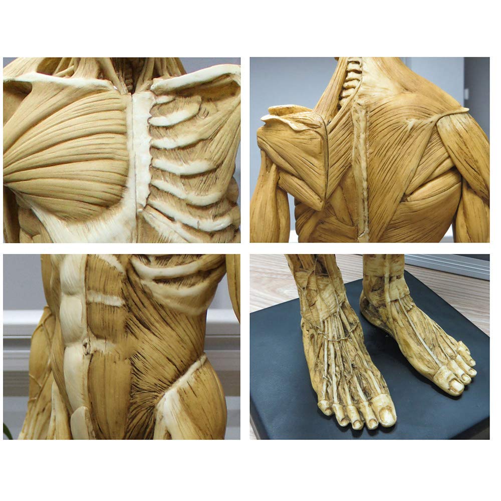 Figure d'anatomie Masculine - Modèle Anatomique de Squelette d'os de Muscle de Corps Humain de 23 Pouces - Modèle de Peinture Anatomique de Squelette Humain pour l'étude de Dessin d'artiste