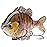 BASSDASH SwimPanfish Multi Jointed Panfish Bluegill Swimbaits Hard Topwater Bass Lures Fishing Lure Crank Saltwater 3.5in/0.85oz