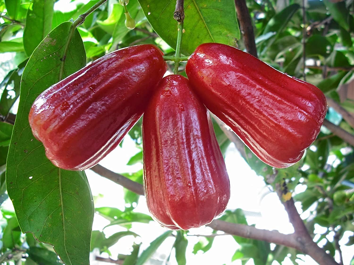 Aiden Gardens Dwarf Fruit Plant High Delicious Blood RED Champa Rose Water Apple 2 Live Plants (B095Y3C2LW) Amazon Price History, Amazon Price Tracker