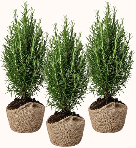Juego de 3 plantas de romero azul vivas, planta viva de romero, hierbas comestibles y fragantes, plántulas de romero para plantar en interiores y
