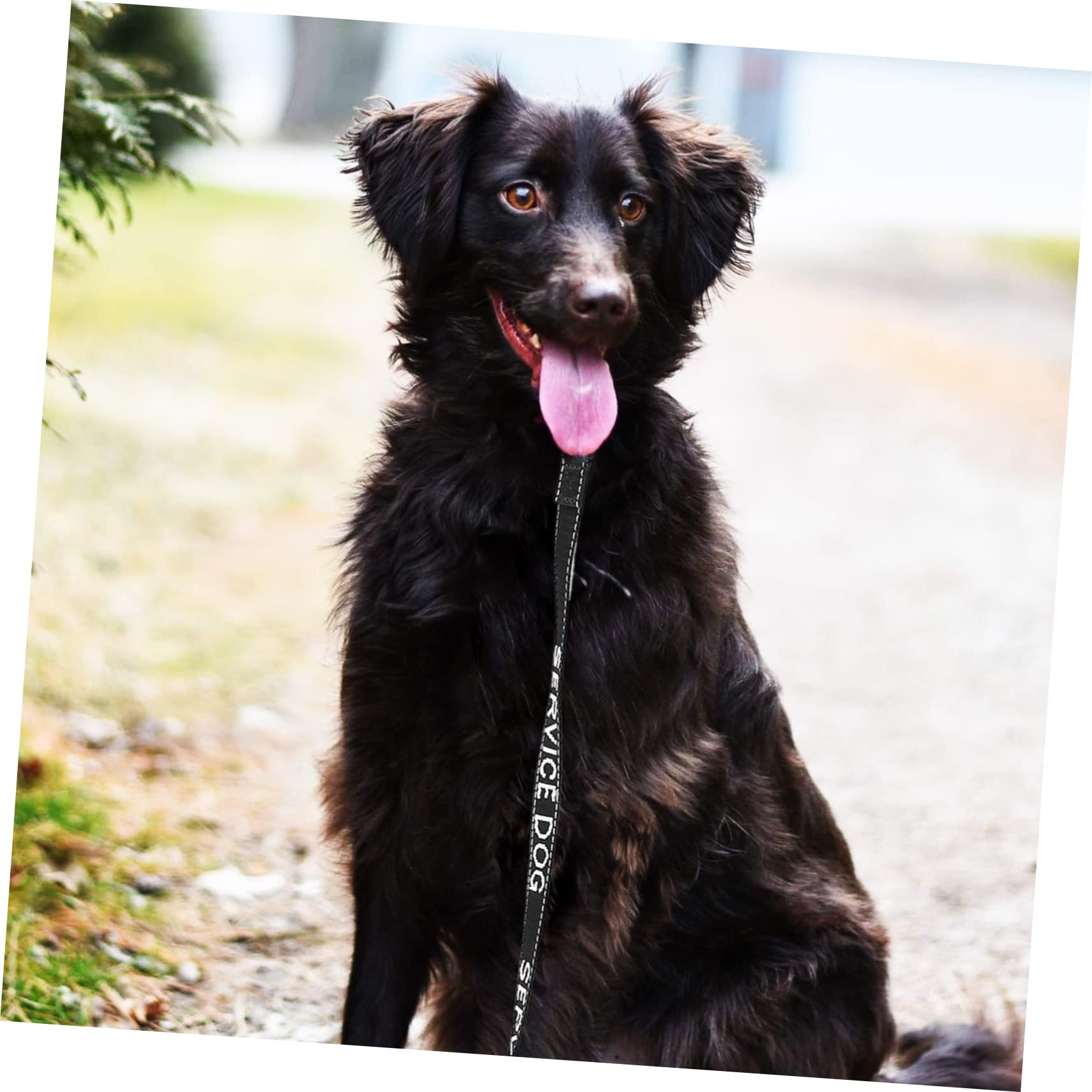 FRCOLOR Guinzaglio allungabile per cani di servizio, in nylon, per cani, guinzaglio e io, per e cuccioli, accessori per, multifunzione, in metallo, 5 pezzi