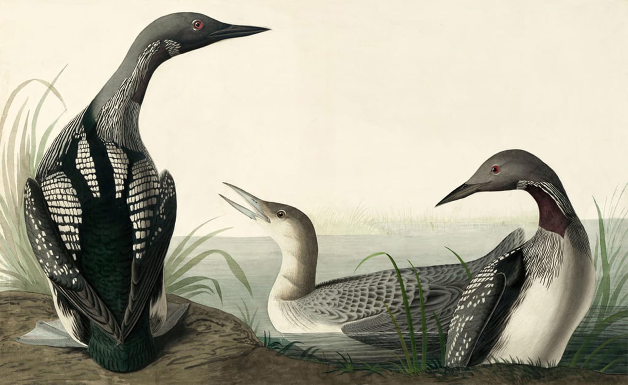 SERENDIPITP Abstract Painting Mural Print Picture Wall Decor Painting Black throated Diver Colymbus Arcticus From by John Jamess Audubon Vintage Wall Artwork for Home Decor 60x90cm
