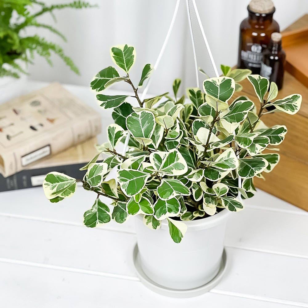 幸運☆観葉植物フィカス！ステンドグラス風フレームB５サイズ／開運／風水 PLANCHU 観葉植物 フィカス ジン 4号鉢 受け皿付き 育て方説明書