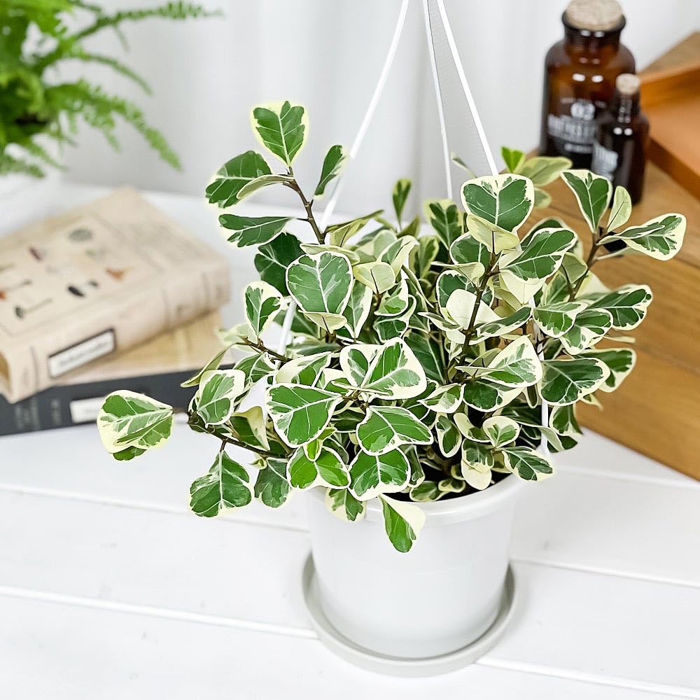 フィカス アーリーゴット 5号鉢植え 屋外育成 フィカス アーリーゴッド