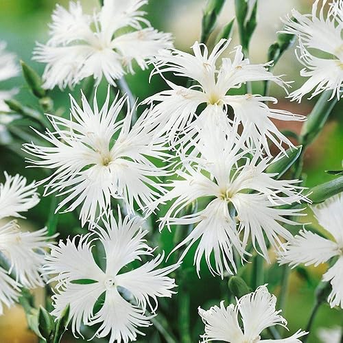 Miniatura 7 de Outsidepride Superbus White Dianthus Seeds para plantar, 5000 piezas de semillas de flores perennes fáciles de cultivar y resistentes con flores