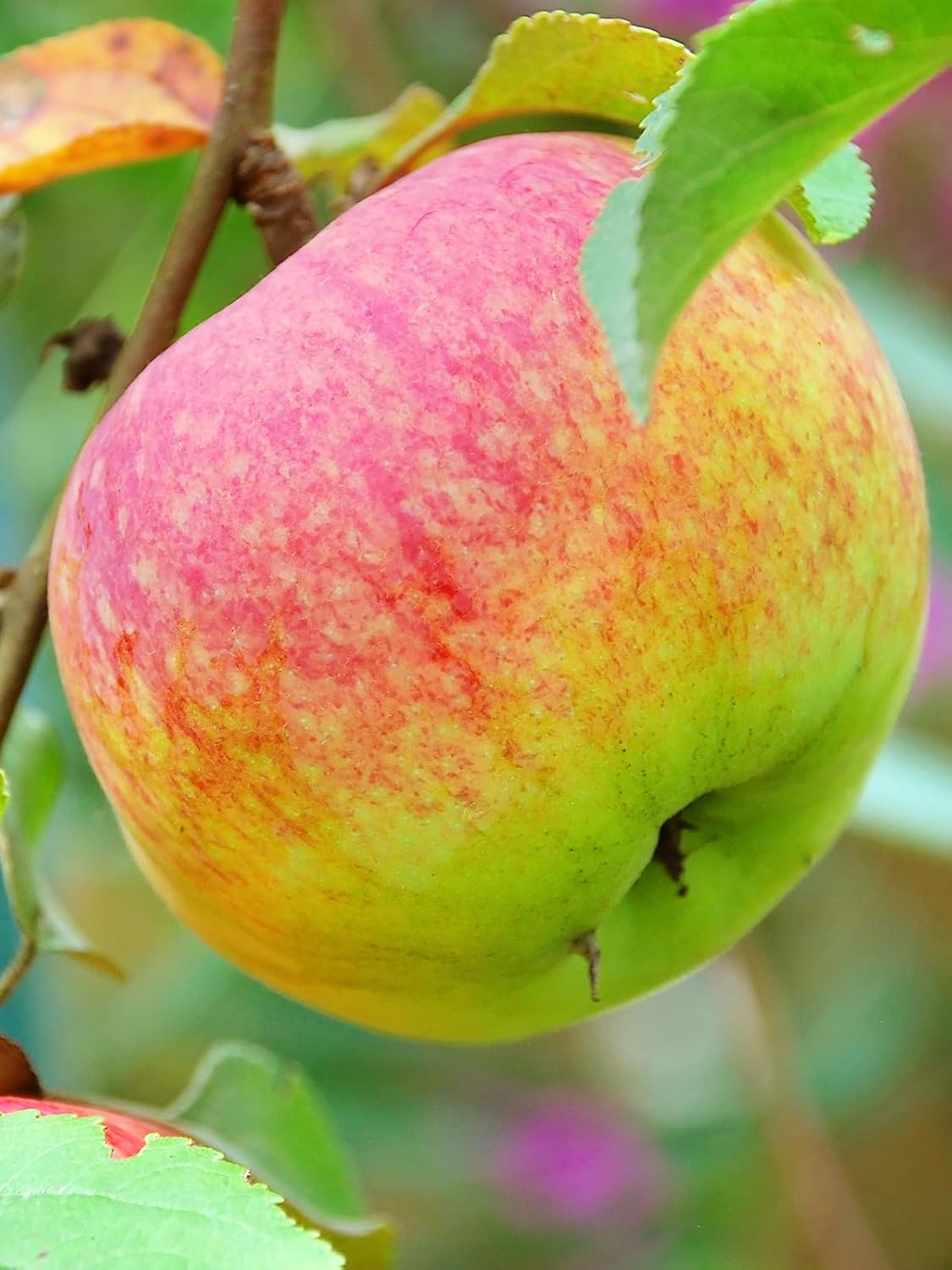 Winesap Apple Tree, Premier Size, Fruits 2 Years Faster, Largest Deliverable Size, 7 gal. Nursery Pot (Due to Agricultural Laws, we Cannot Ship to CA, AZ, AK, or HI)