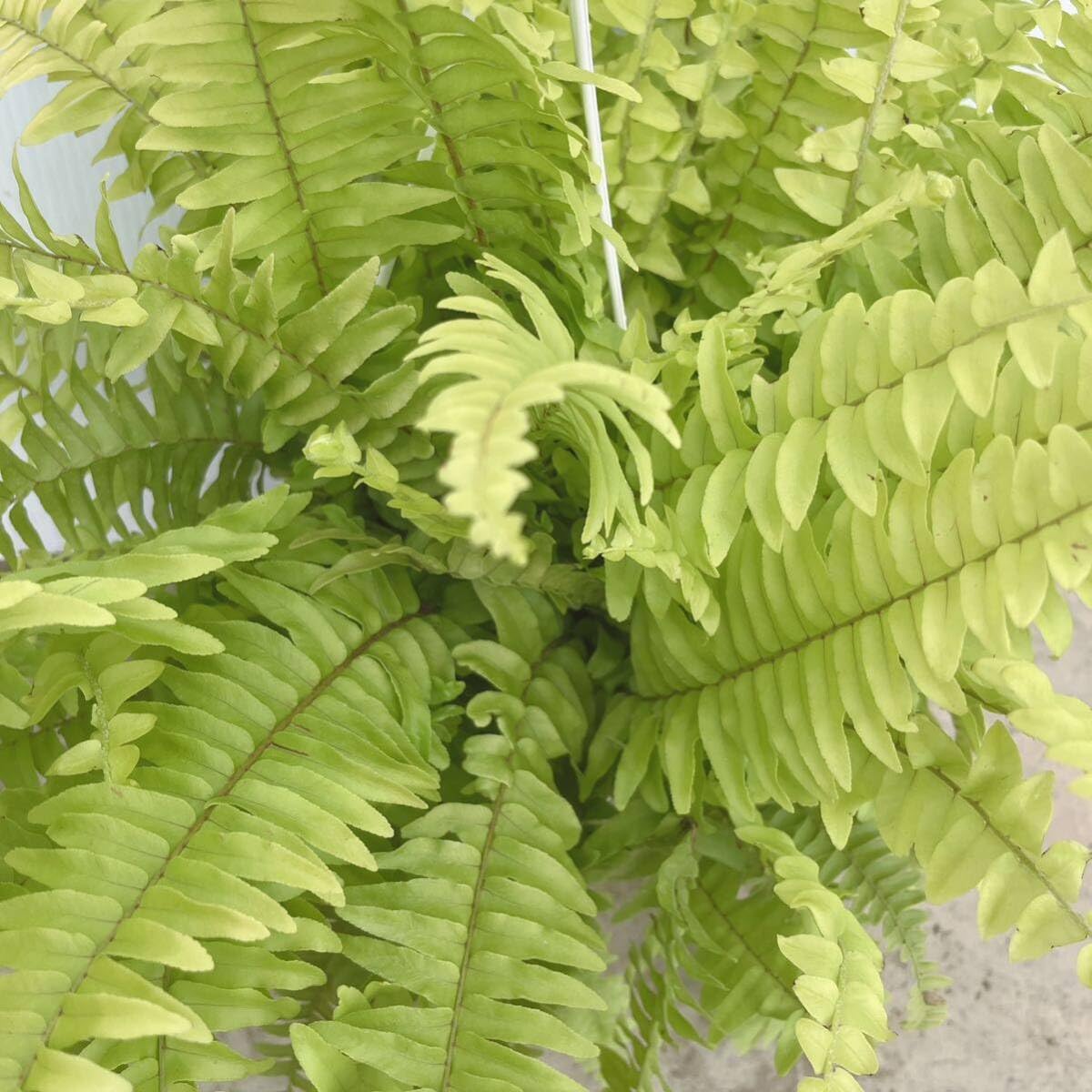 Amazon.co.jp: シダ植物 ネフロレピス斑入り4号吊り鉢ハンギング