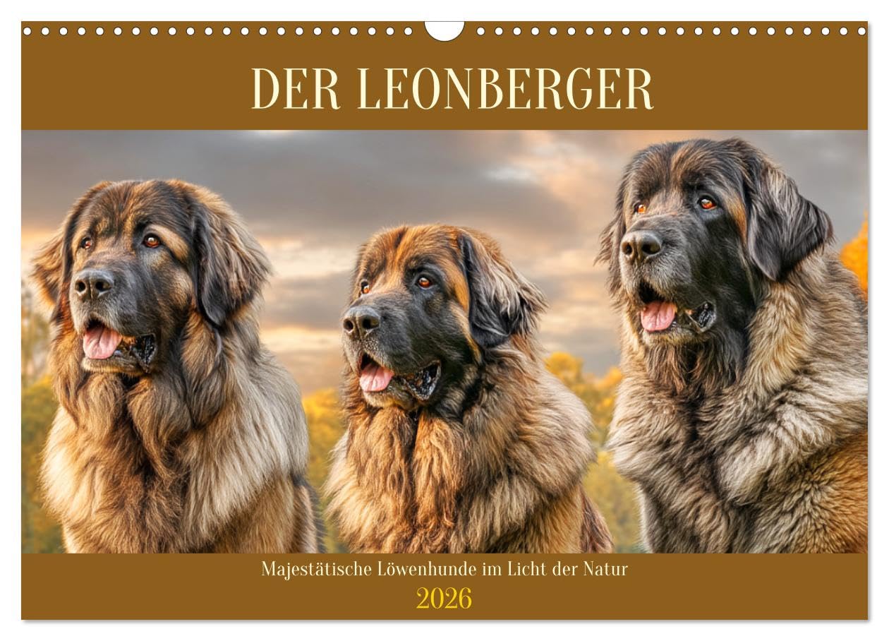 The Leonberger. Majestic lion dogs in the light of nature UK-Version (Wall Calendar 2026 DIN A3 Landscape), CALVENDO 12 Month Wall Calendar โ image 1