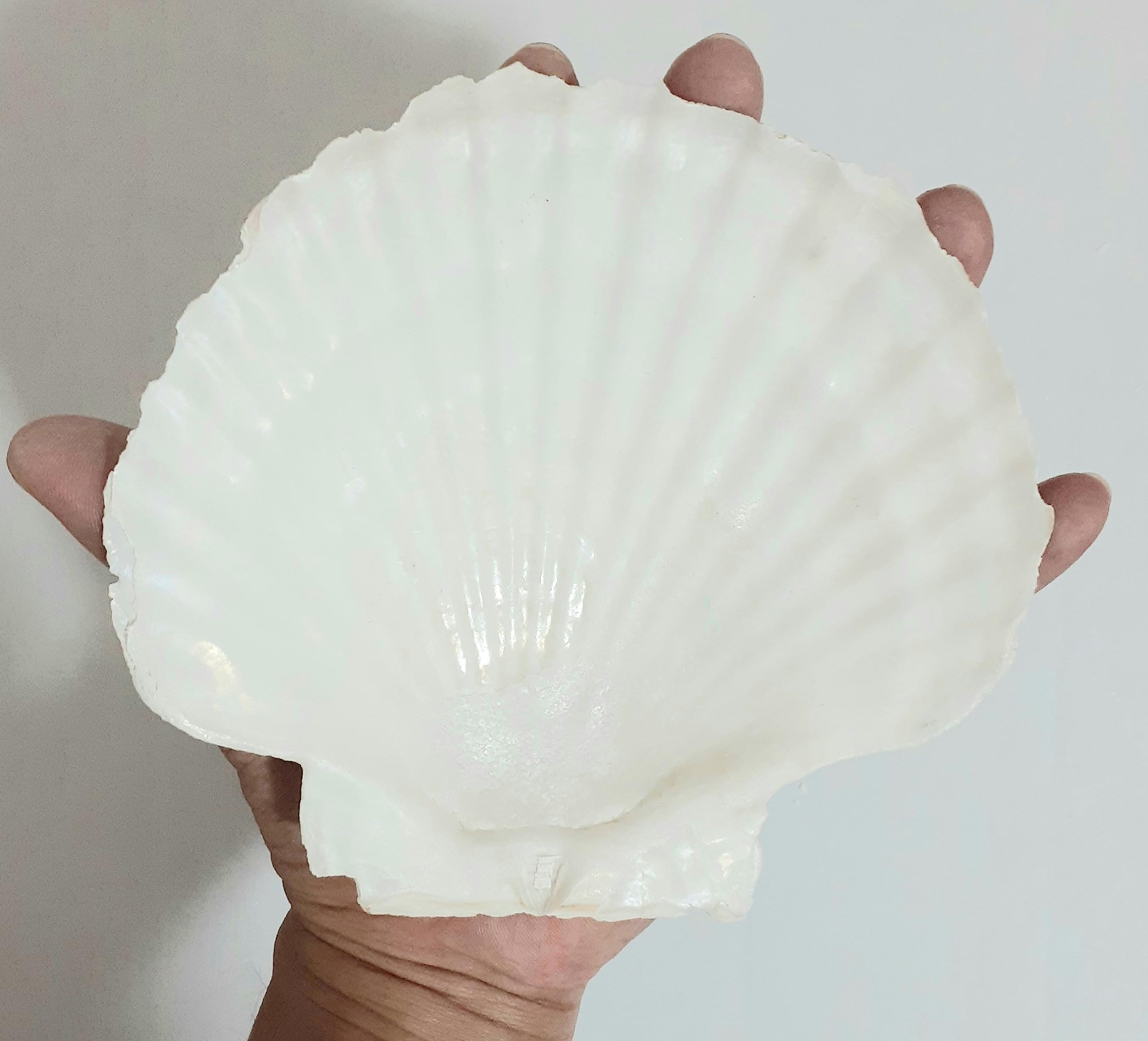 Amazon.co.jp: ホタテ貝殻 特大 15~16cm 6枚セット 北海道産… : おもちゃ