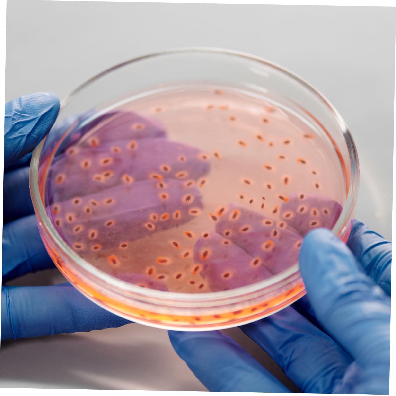 ULTECHNOVO 10 Piezas placa de Petri placas petri pla transparente champiñón flechas plato de cultivo redondo placas celulares Alto borosilicato placa de agar bandeja Multiplicidad