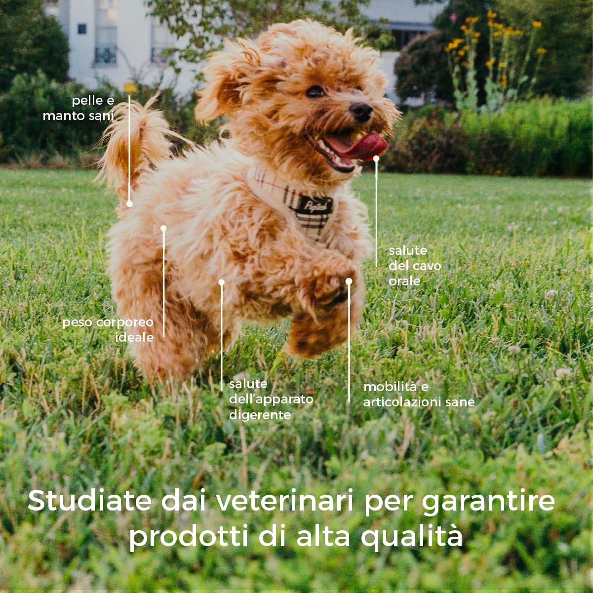 Hygge Dog Cibo Umido per Cani Monoproteico al Maiale | Con Patate e Finocchietto | Cibo Per Cane Adulto | Senza Cereali, Ideale per Dogs Sensibili | Prodotto in Italia | 12 x 400g