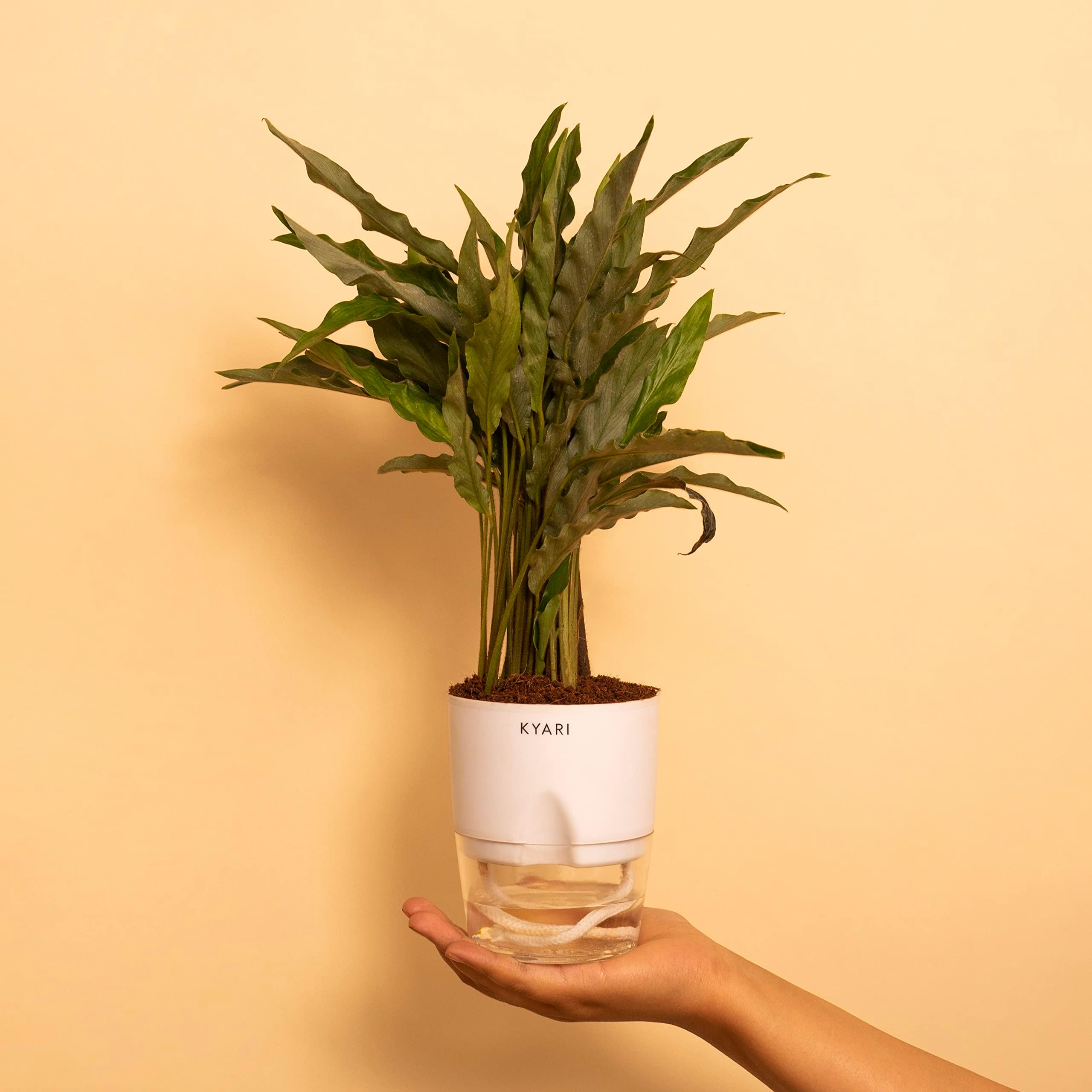 Image showcasing KYARI Rhoeo plant Indoor Plants for Living Room | Live Plants | Plants ...