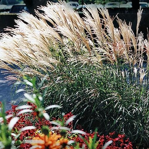 Plántulas de césped ornamental, planta viva, completamente enraizada podada de nuevo a 5 a 9 Inc en pastos altos Plantas vivas perennes (miscanthus