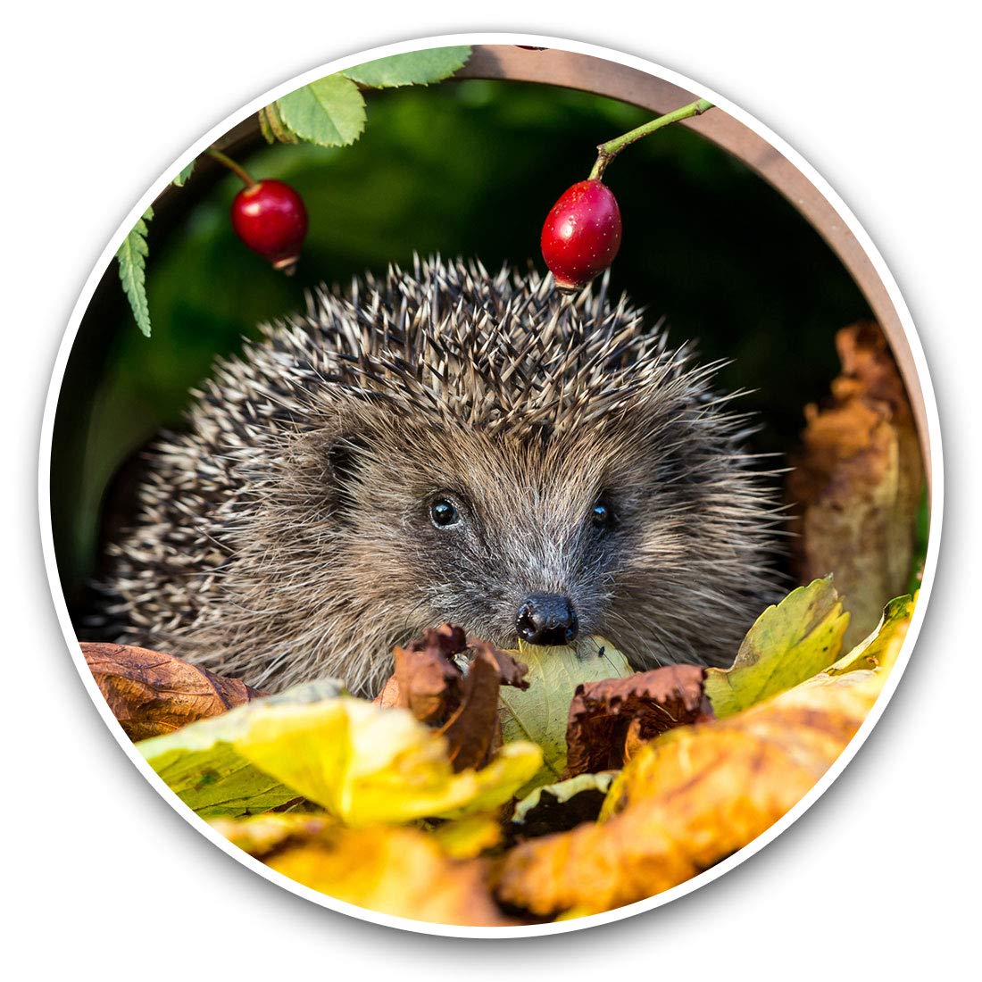 Vinyl Stickers (Set of 2) 10cm - Garden Hedgehog Flowerpot Decals for Laptops,Tablets,Luggage,Scrap Booking,Fridges, 13045