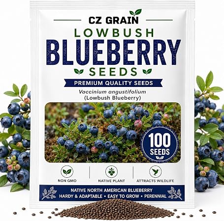 Lowbush blueberry (Vaccinium angustifolium)