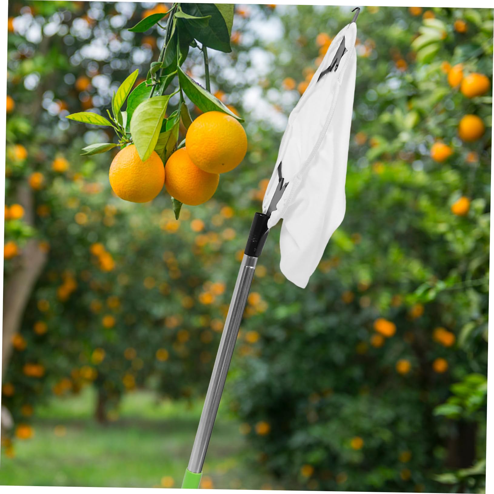 Orangenpflücker Obstpflückstange 1 Satz Edelstahl mit Korb