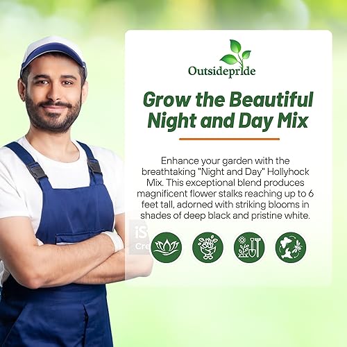 Miniatura 6 de Outsidepride Perennial Alcea rosea Noche y Día Hollyhock Garden Flower Seeds - 25 Semillas