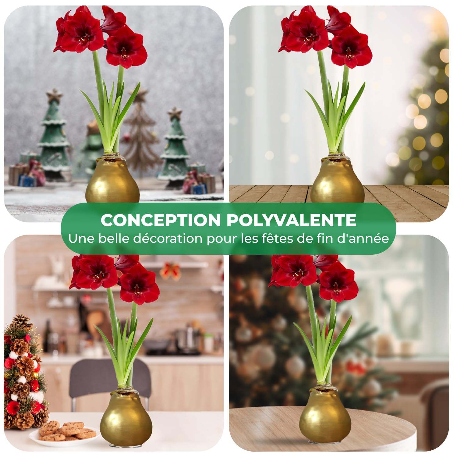 Amaryllis Bulbe en cire Or - 2 pièces - Bulbes à fleurs grand format 26/28