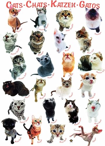 Vista 381 de EuroGraphics - Rompecabezas Pandas rojos