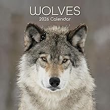 The Gifted Stationary 2026 Square Wall Calendar, Wolves 16 Months Animal Themed Hanging Calendar with 180 Reminder Stickers, Monthly Planner for Home or Creative Spaces, 12 x 12 Inch