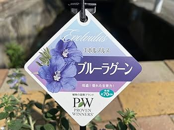 Amazon.co.jp: 暑さに強く秋まで楽しめる花苗【アメリカンブルー Amazon.co.jp: 暑さに強く秋まで楽しめる花苗【アメリカンブルー