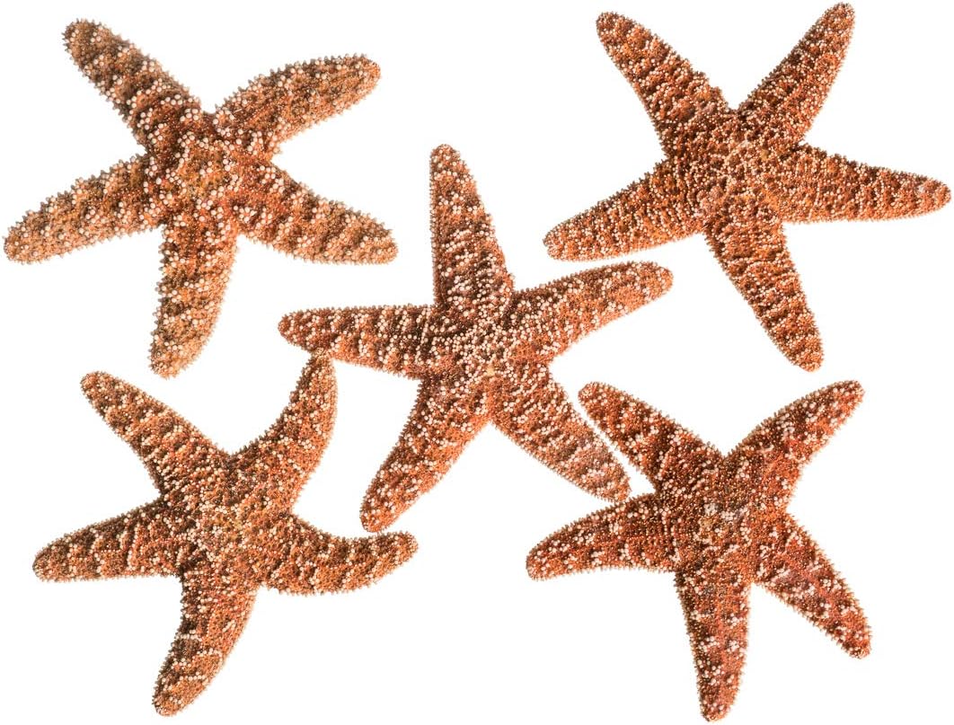 Nautical Crush Trading Real Starfish Decor- 5pk Large Brown Sugar Star fish (4-6in) - Starfish for Crafts - Star Fish Shells Decorations