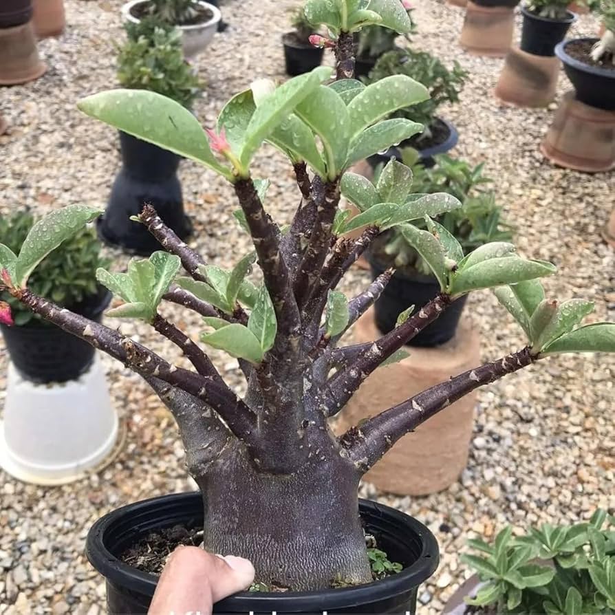 スクレント アデニウム V2ハックB-29 ＋ スーパーレッド C7 スクレント様 専用 アデニウム V2ハックB-29 ＋ スーパーレッド