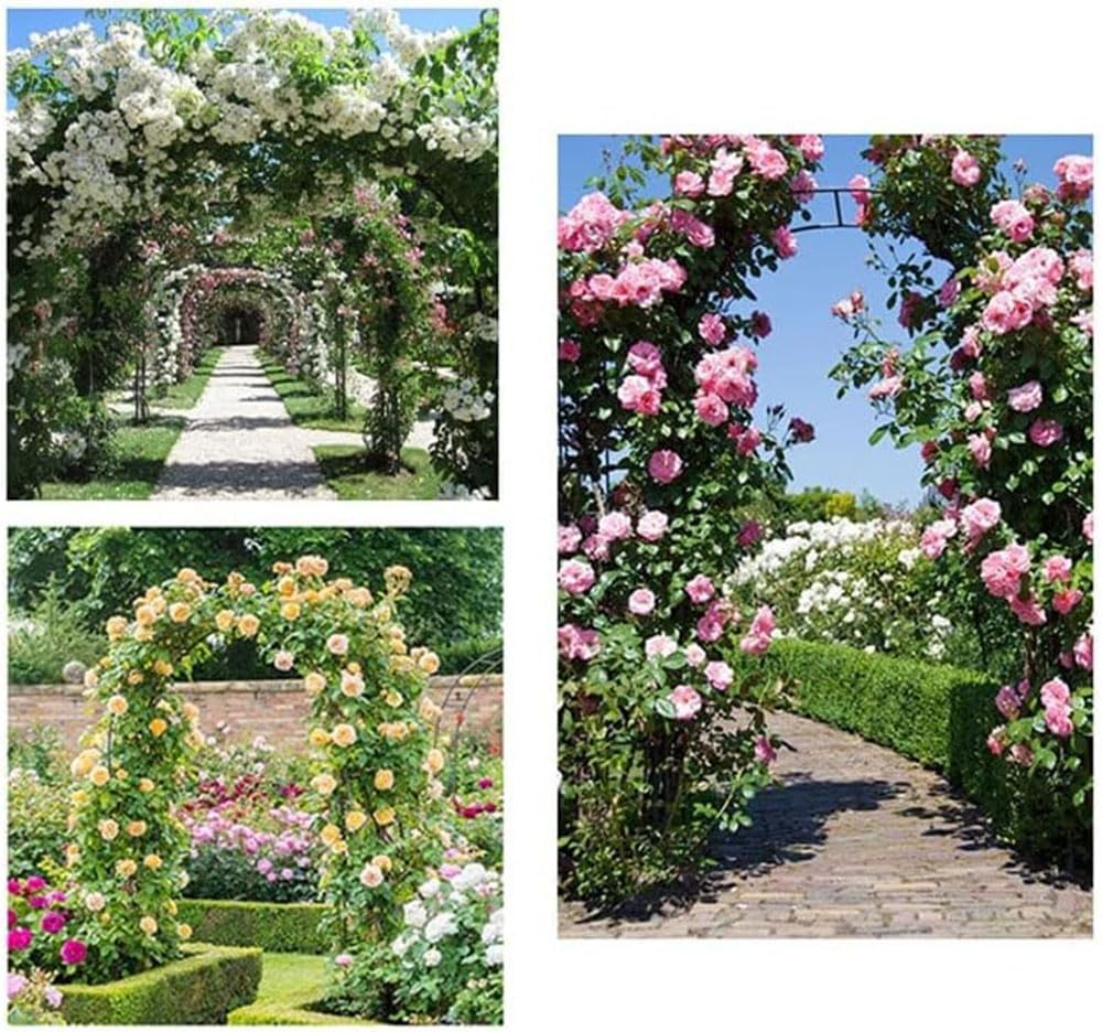 Múltiples arcos de xardín cubertos de rosas trepadoras
