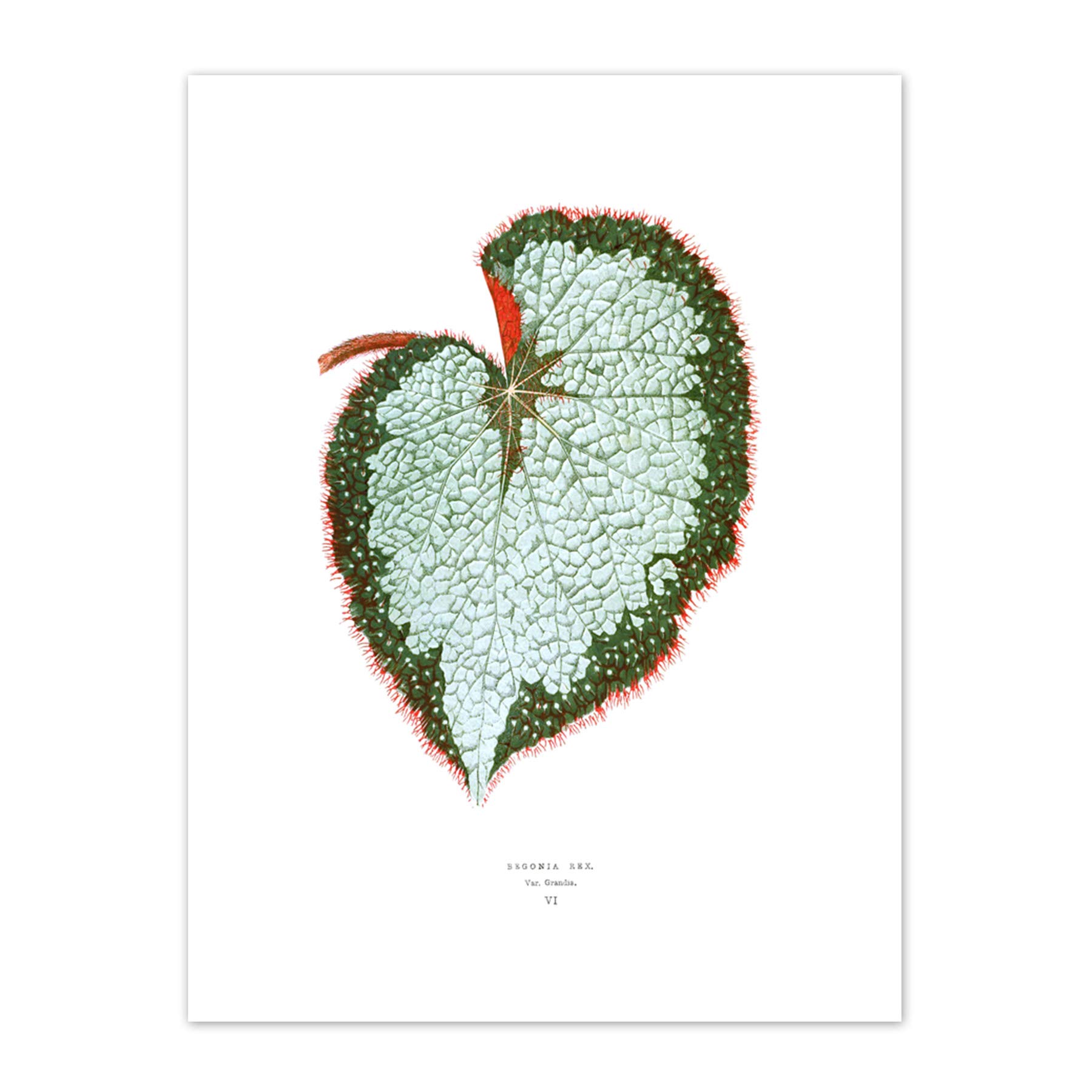 Wee Blue Coo Leaf Begonia Rex Var Grandis Art Print Canvas Premium Wall Decor Poster