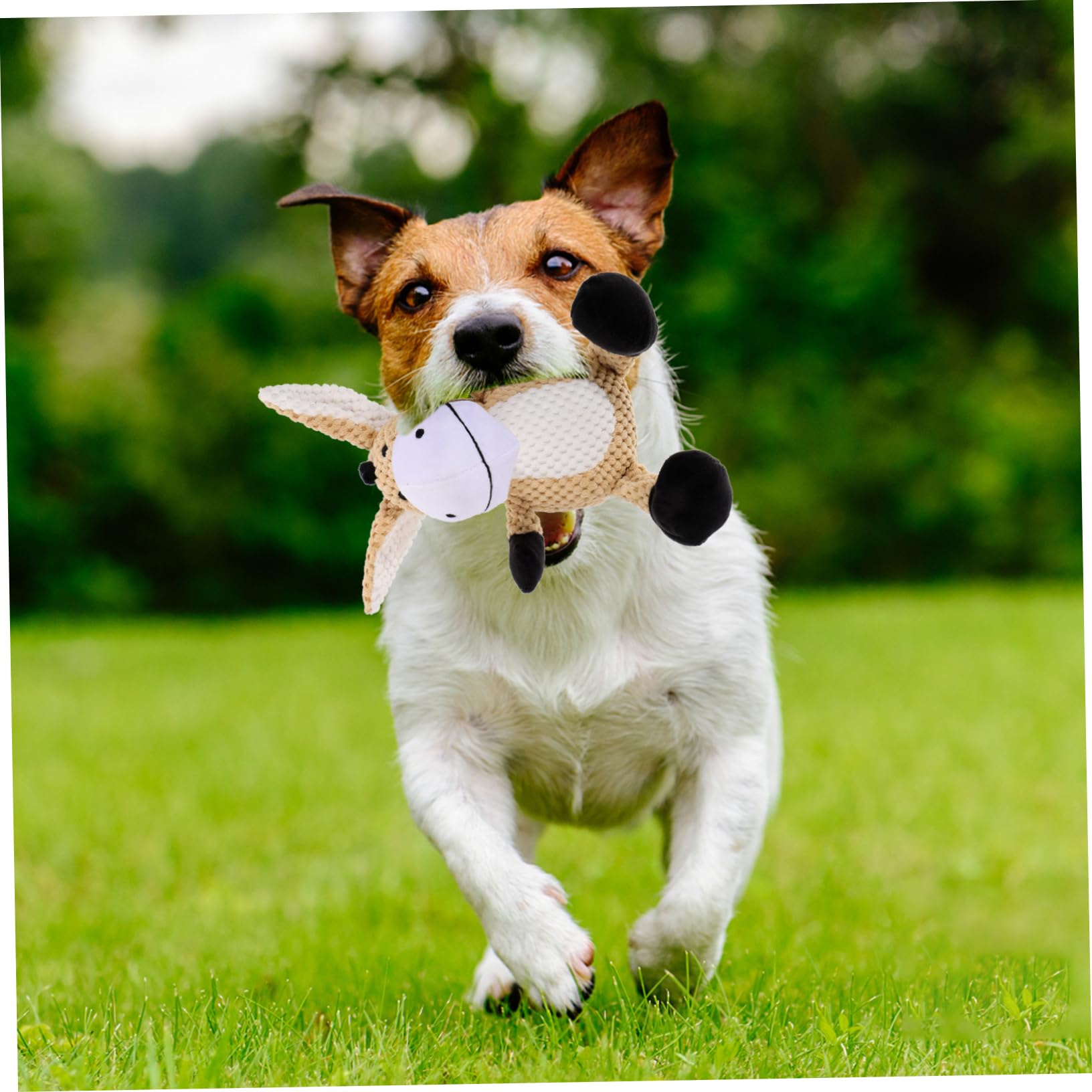 Sosoport 3pièces Squeaky Dog Toy Plush Interactive Puppy Teething Chew Toy Jouet Peluche pour Chiens Résistant Et Amusant pour Soulager Ennui Comportements Destructeurs