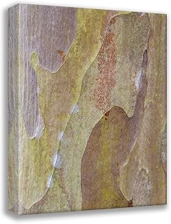 ArtDirect Engelbrecht, Lisa S. 17x24 Gallery Wrapped Canvas Museum Art Titled: Bark of Crape Myrtle tree