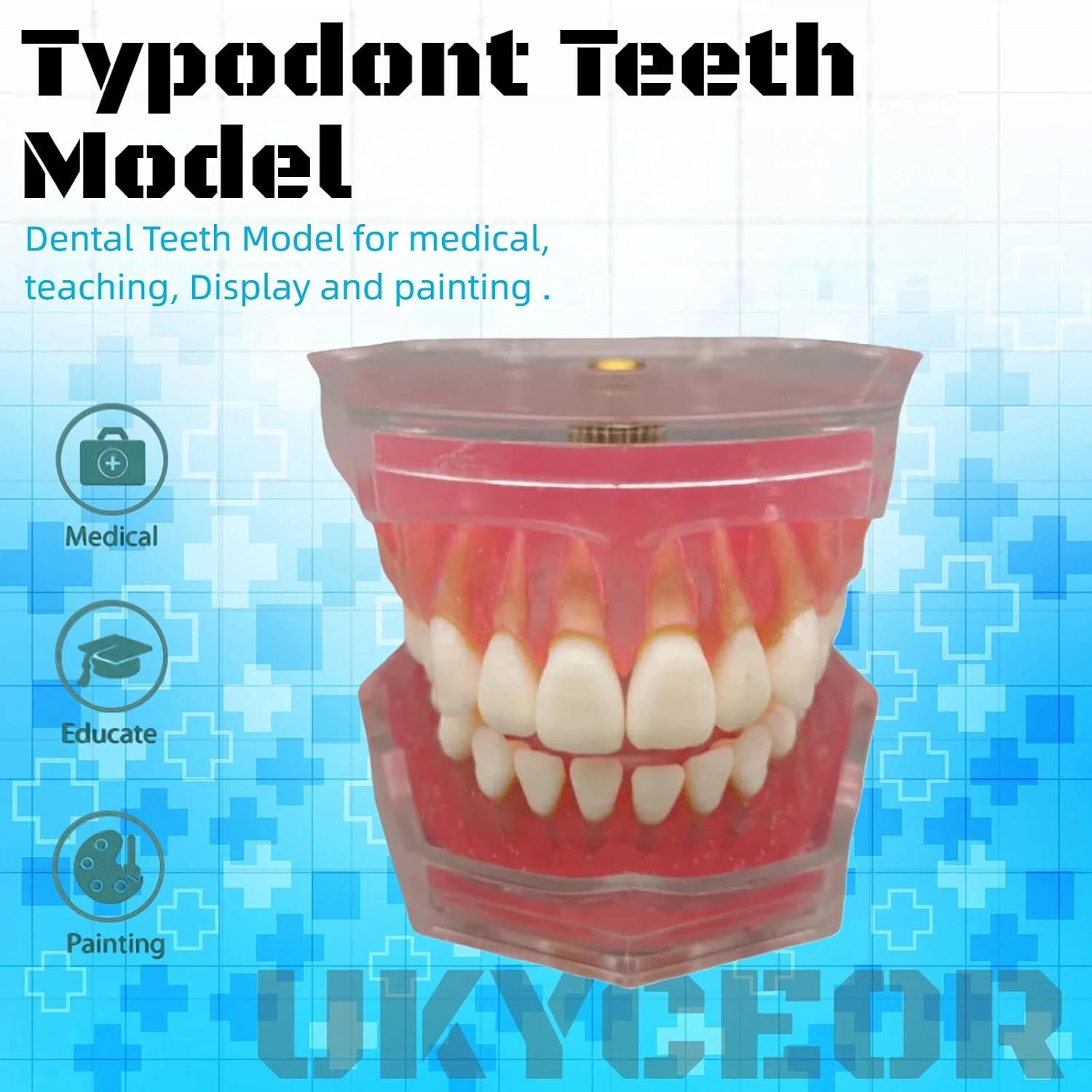 Dental Teeth Model-Dental Hygiene Student Must Haves,Teeth Practice,Typodont Teeth Model,Dental Assistant Must Haves.（Standard）