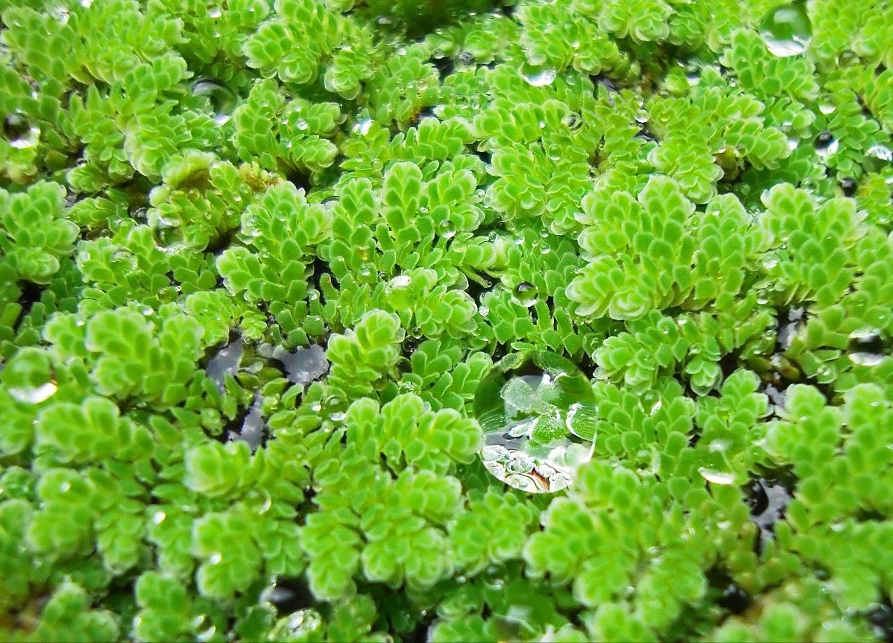 Organic Live Aquatic Fern for Aquarium and Garden Pond Water Purifying Floating Plant for Natural Compost (1400 Live Healthy Plant Seeds)-image-2