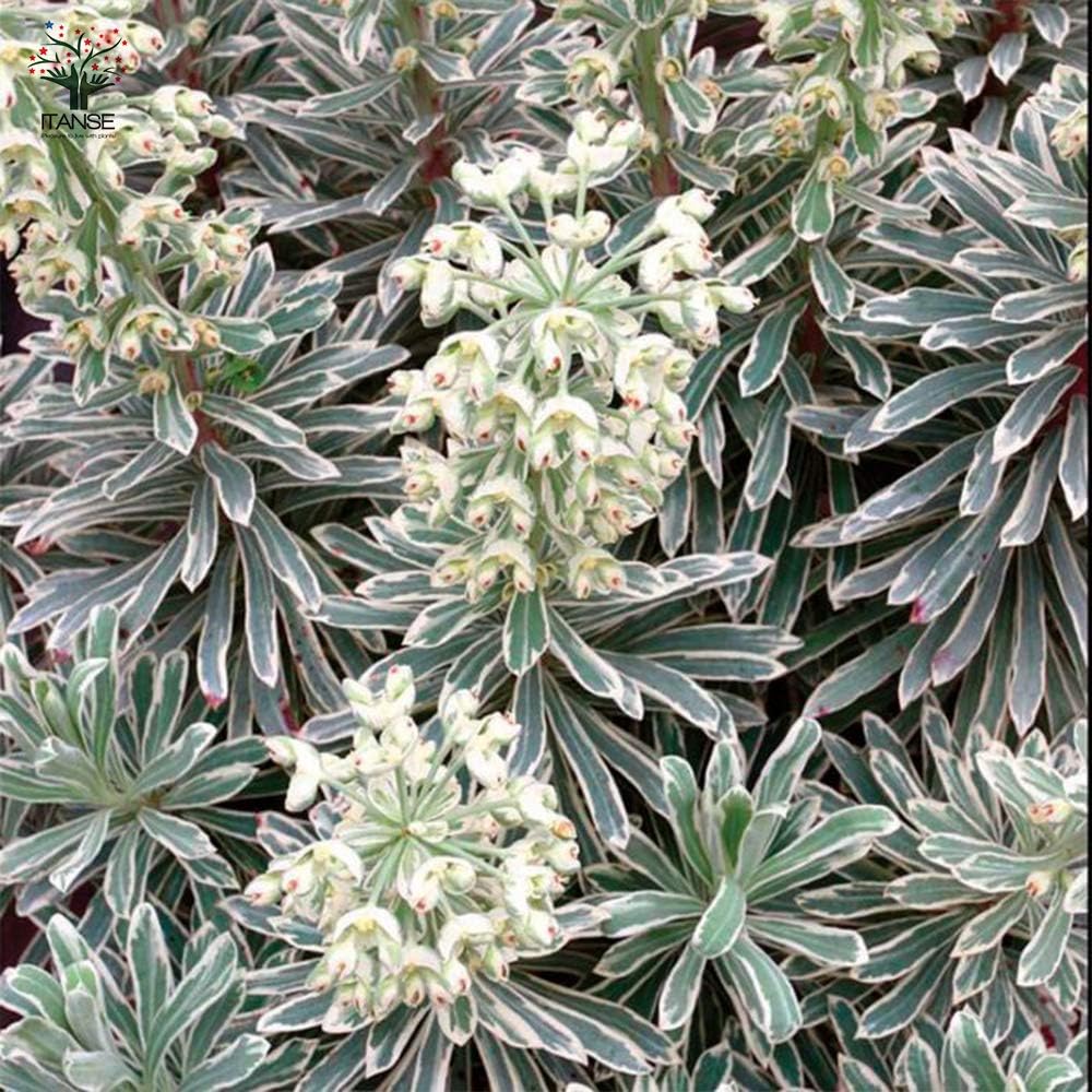 Amazon Co Jp ユーフォルビア シルバースワン 12cmポット苗 品種で選べる花苗 1個売り 学名 Euphorbia Characias Silver Swan タイプ トウダイグサ科ユーフォルビア属 耐寒性多年草 亜低木 開花期 春から初夏 カラキアス系 ユーフォルビアはポルトガルからトルコ