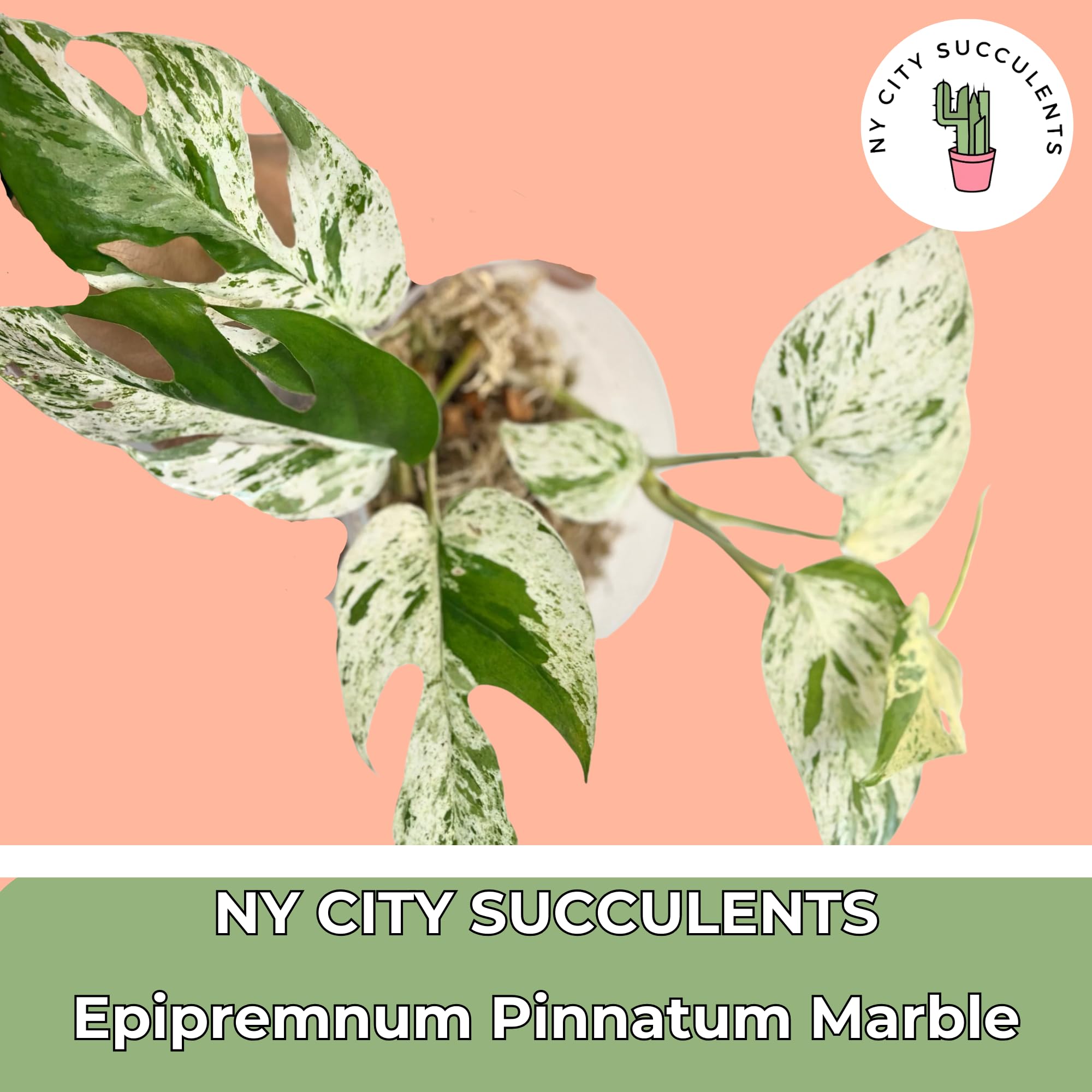 Amazon.com : Live Plants 4" Epipremnum Pinnatum Marble - Highly Variegated  Leaves - Rare Indoor Plants Live Houseplants for Home, Office, Wedding  Decor & Giftable (Heat Pack Included) : Patio, Lawn & Garden