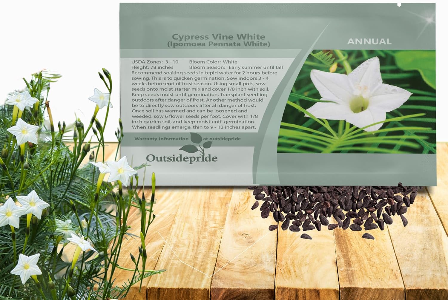 Outsidepride White Cypress Vine Seeds - 200 Pcs Annual Flower Seeds with Nectar-Rich, Star-Shaped Flowers & Feathery, Fern-Like Leaves for Fences, Trellises, Pergolas & Vertical Gardens