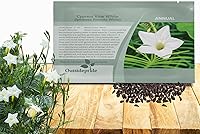 Vista 8 de Outsidepride Semillas mixtas de vid de ciprés - 100 piezas de semillas anuales de flores con néctar rico, flores en forma de estrella y hojas