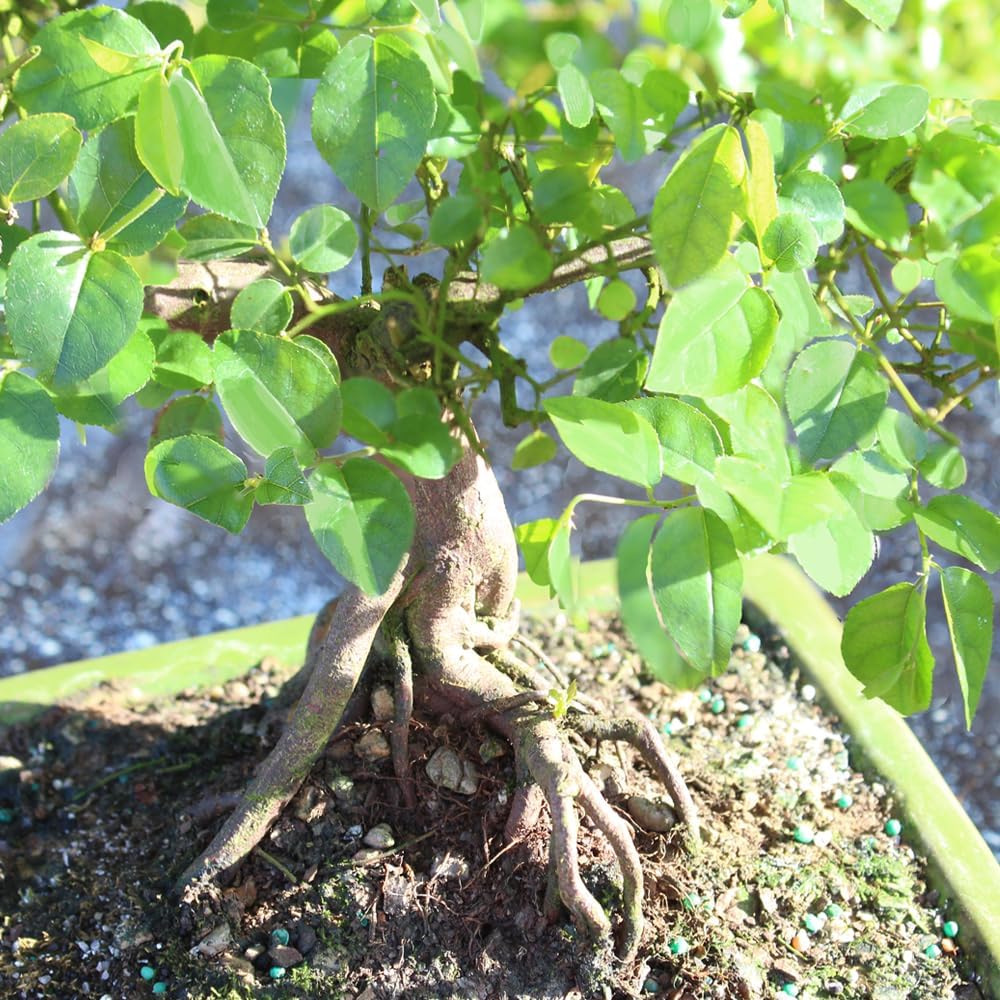 Chinese Sweet Plum