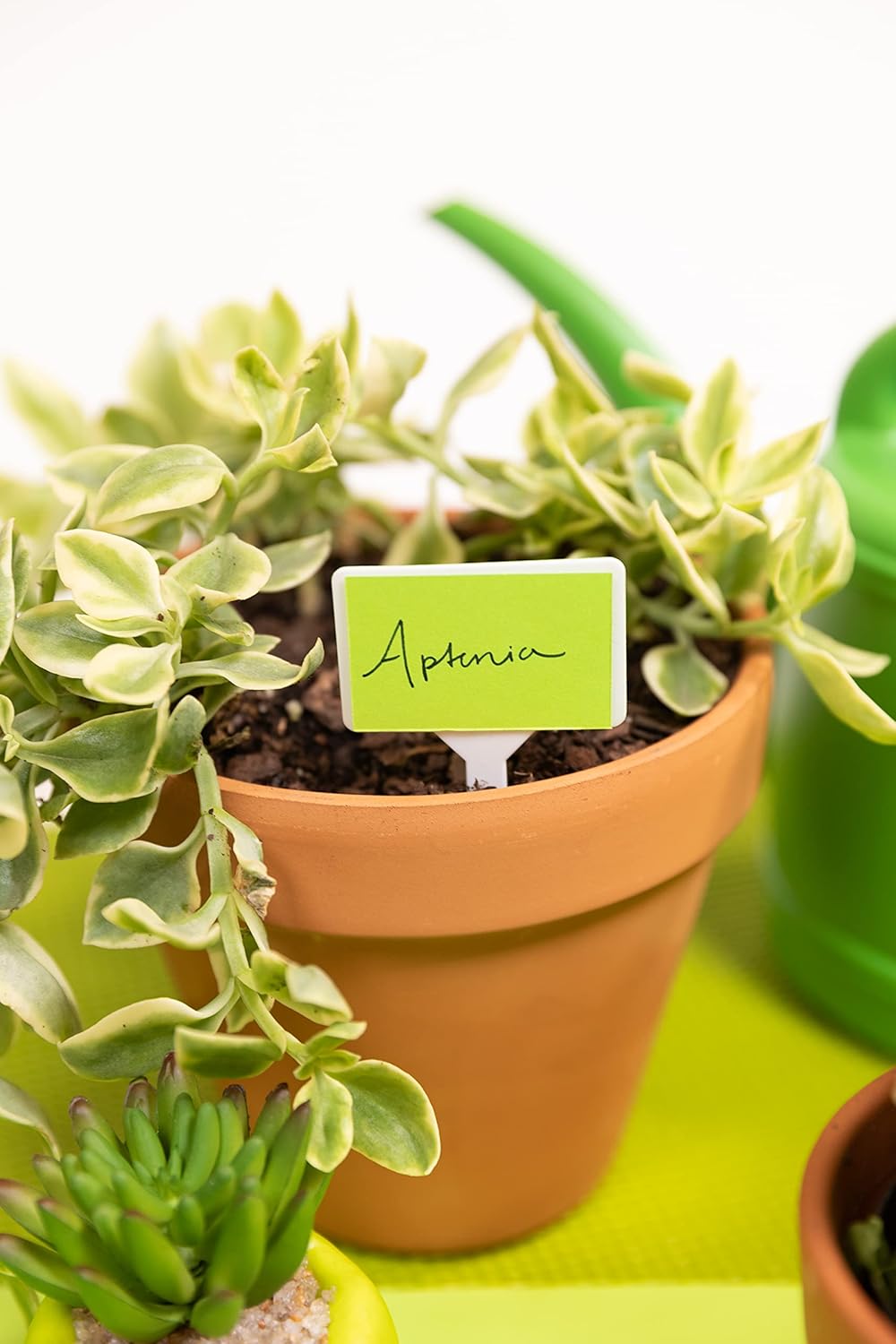 Astrobrights Mega Collection, Colored Paper, Neon Green, 625 Sheets, 24 lb/89 gsm, 8.5" x 11" - MORE SHEETS! (91672) : Office Products